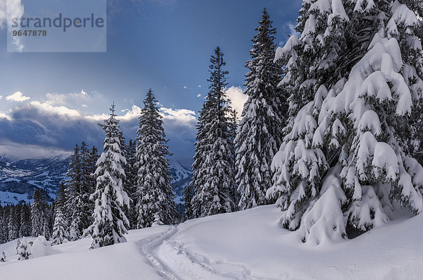 Verschneiter Winterwald  Unterjoch  Oberallgäu  Bayern  Deutschland  Europa