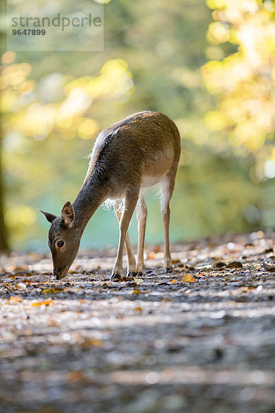 Damwild (Cervus dama) an einem Herbsttag  captive  Pfälzerwald  Rheinland-Pfalz  Deutschland  Europa