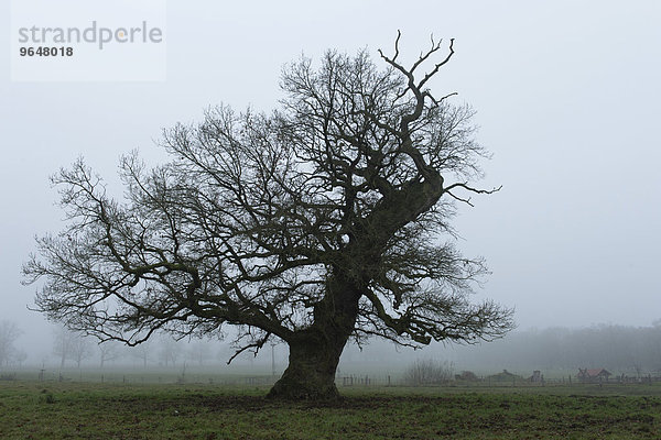 Baum im Nebel  Hofgeismar  Reinhardswald  Hessen  Deutschland  Europa