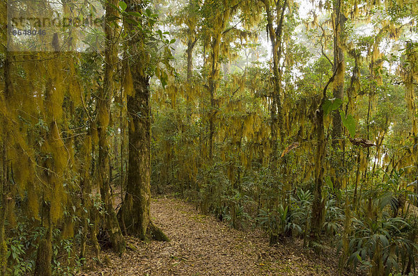 Bartflechten (Usnea)  Vegetation im Nebelwald  Nationalpark Los Quetzales  San Gerardo de Dota  Provinz San Jose  Costa Rica  Nordamerika
