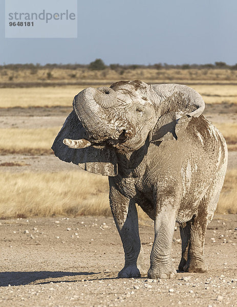 Afrikanischer Elefant (Loxodonta africana)  Alttier  Bulle  hebt seinen Rüssel  Grasland  Etosha-Nationalpark  Namibia  Afrika