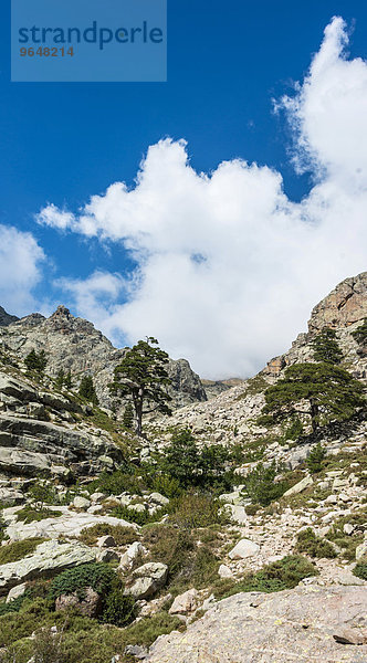 Bäume an einem Felshang im Golo-Tal  Korsika  Frankreich  Europa
