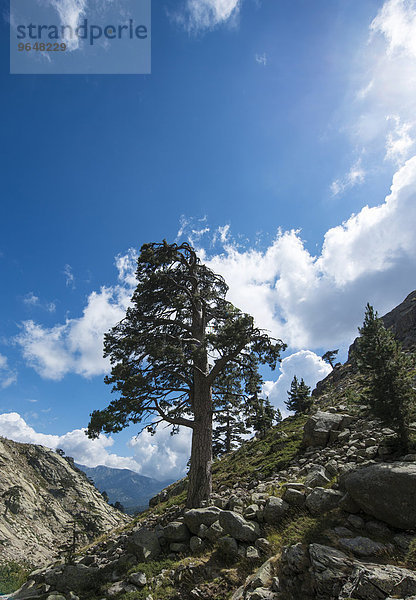 Baum an einem Hang im Gebirge im Golo-Tal  Korsika  Frankreich  Europa