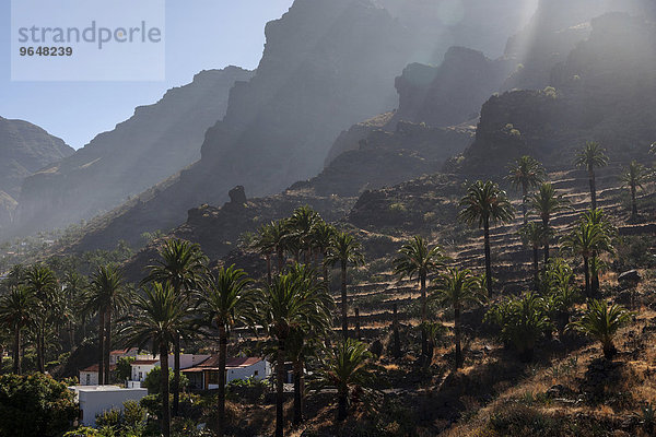 Kanarische Dattelpalmen (Phoenix canariensis)  Terrassenfelder  Valle Gran Rey  La Gomera  Kanarische Inseln  Spanien  Europa