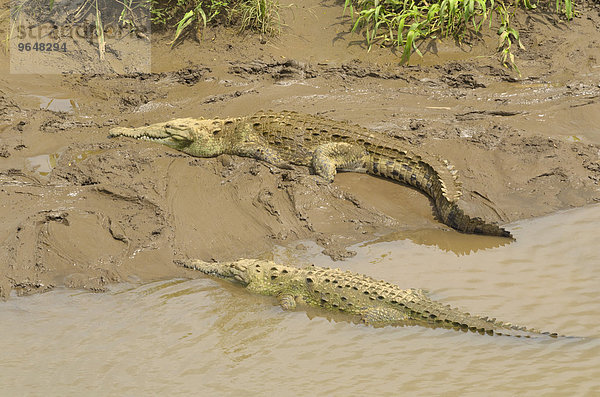 Spitzkrokodile (Crocodylus acutus) am Rio Grande de Tarcoles  Provinz Puntarenas  Costa Rica  Nordamerika