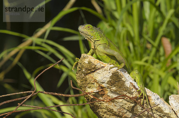 Grüner Leguan (Iguana iguana) auf Betonbrocken  Provinz Alajuela  Costa Rica  Nordamerika