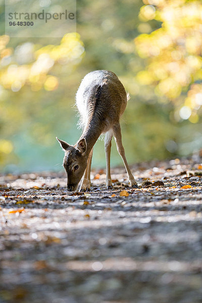 Damwild (Cervus dama) an einem Herbsttag  captive  Pfälzerwald  Rheinland-Pfalz  Deutschland  Europa