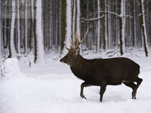 Sikahirsch (Cervus nippon)  captive  Hunsrück  Rheinland-Pfalz  Deutschland  Europa