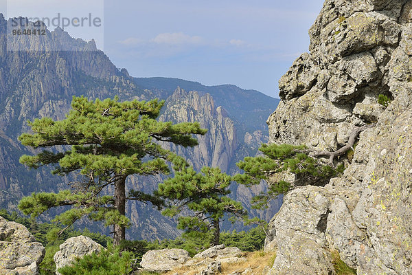 Laricio-Kiefer (Pinus nigra subsp. laricio) am Col de Bavella  Bavella-Massiv  Corse-du-Sud  Korsika  Frankreich  Europa