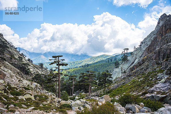 Pinienwald im Gebirge im Golo-Tal  Korsika  Frankreich  Europa