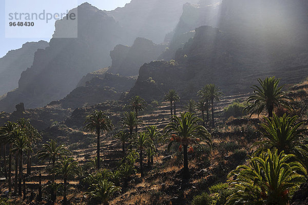 Kanarische Dattelpalmen (Phoenix canariensis)  Terrassenfelder  Valle Gran Rey  La Gomera  Kanarische Inseln  Spanien  Europa