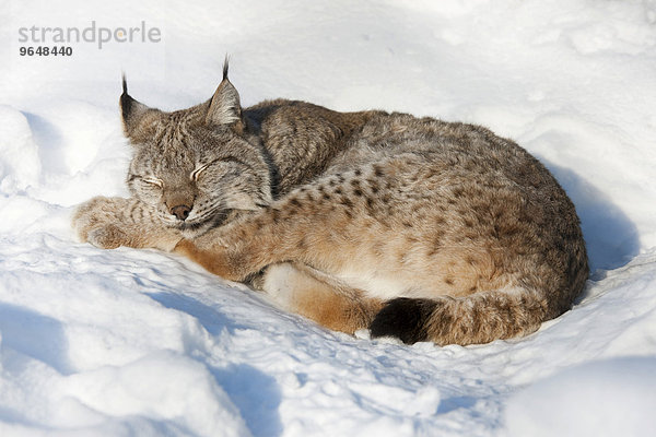 Eurasischer Luchs oder Nordluchs (Lynx lynx) liegt im Schnee und schläft  captive  Thüringen  Deutschland  Europa