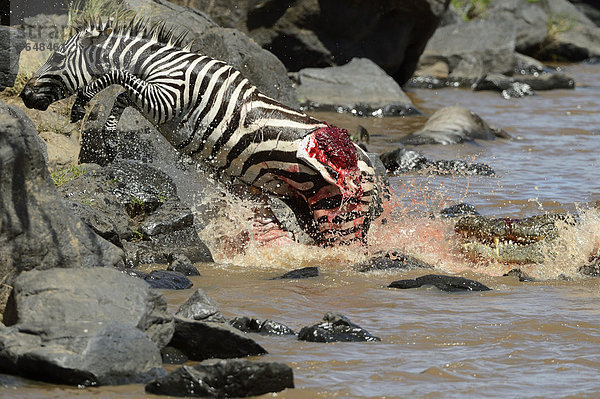 Steppenzebra (Equus guagga)  durch Krokodil-Attacke tödlich verwundet  springt ans Ufer  Fluss Mara  Masai Mara Nationalreservat  Kenia  Afrika