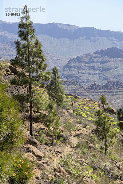 Pinien am Wanderweg  Gebirgslandschaft am Monte Leon  Gran Canaria  Kanaren  Spanien  Europa