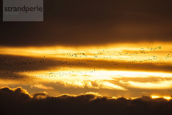 Schar Kurzschnabelgänse  auch Kleine Rietgänse (Anser brachyrhynchus) im Flug bei Sonnenuntergang  East Chevington  Druridge Bay  Northumberland  England  Großbritannien  Europa