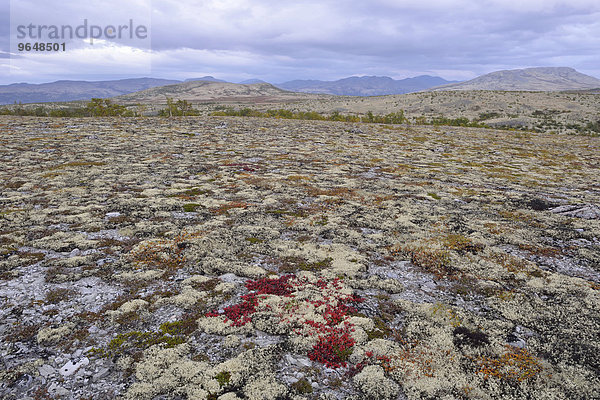 Rentierflechte (Cladonia rangiferina)  Fjelllandschaft im Herbst  Rondane-Nationalpark  Norwegen  Europa