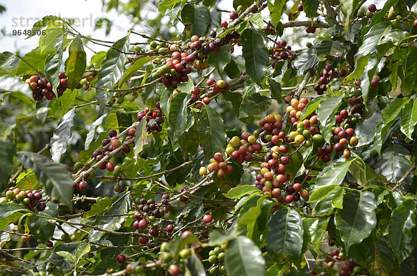 Kaffeestrauch (Coffea)  Alajuela  Costa Rica  Nordamerika