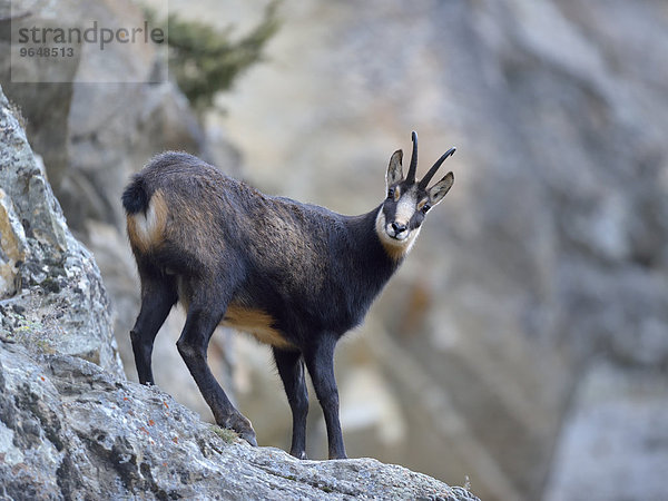 Gämse (Rupicapra rupicapra)  Gamsbock im steilen Fels steht sichernd auf einem Felsvorsprung  Nationalpark Gran Paradiso  Valnontey  Piemont  Italien  Europa