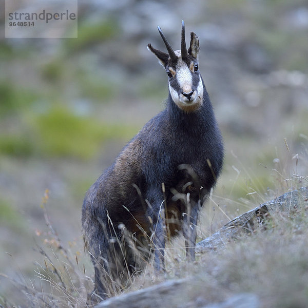 Gämse (Rupicapra rupicapra)  Gamsbock  Nationalpark Gran Paradiso  Valnontey  Piemont  Italien  Europa