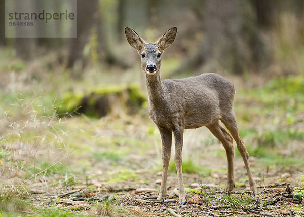 Reh (Capreolus capreolus) mit Winterfell steht im Wald  captive  Sachsen  Deutschland  Europa