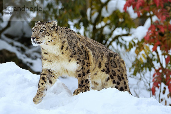 Schneeleopard oder Irbis (Panthera uncia)  Männchen läuft durch den Schnee  captive  Schweiz  Europa
