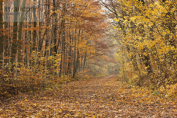 Waldweg im Herbst  Thüringen  Deutschland  Europa