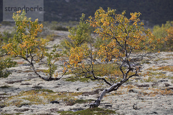 Fjellbirke (Betula pubescens) und Rentierflechte (Cladonia rangiferina)  Fjelllandschaft im Herbst  Rondane-Nationalpark  Norwegen  Europa