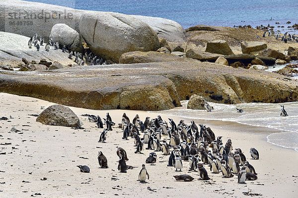 Brillenpinguine (Spheniscus demersus)  Pinguin-Kolonie  Nationalpark Tafelberg  The Boulders  Simon's Town  Westkap  Südafrika
