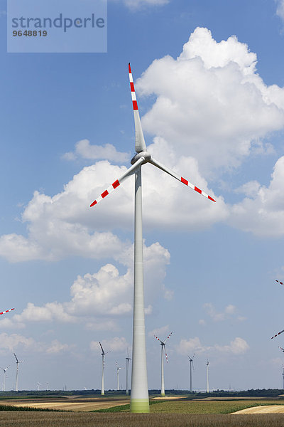 Windpark Mönchhof-Halbturn  Nordburgenland  Burgenland  Österreich  Europa