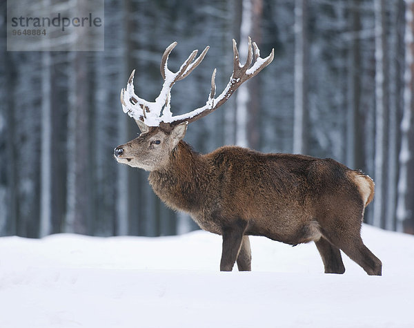 Rothirsch (Cervus elaphus) mit Schnee im Geweih  captive  Sachsen  Deutschland  Europa