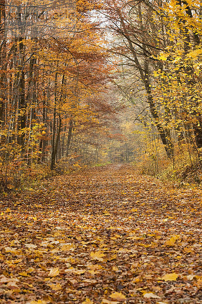 Waldweg im Herbst  Thüringen  Deutschland  Europa