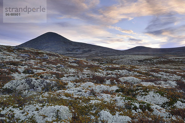 Rentierflechte (Cladonia rangiferina)  Fjelllandschaft im Herbst  Ringebufjellet  Norwegen  Europa