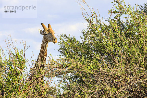 Giraffe (Giraffa camelopardalis)  Namibia  Afrika