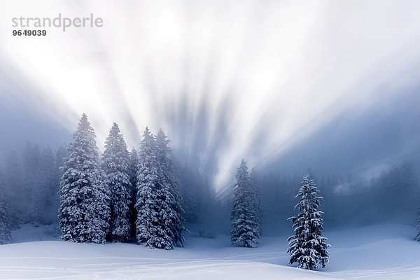 Verschneiter Winterwald mit Gegenlicht  Ofterschwang  Oberallgäu  Bayern  Deutschland  Europa