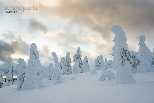 Eingeschneite Fichten  Fjell im Winter  Riisitunturi-Nationalpark  Posio  Lappland  Finnland  Europa
