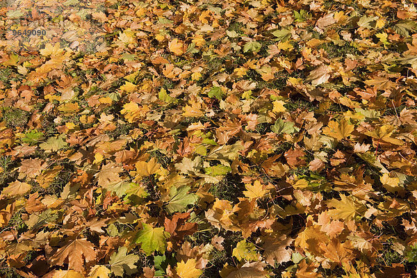 Herbstlaub vom Spitzahorn  Spitzblättriger Ahorn (Acer platanoides)  Thüringen  Deutschland  Europa
