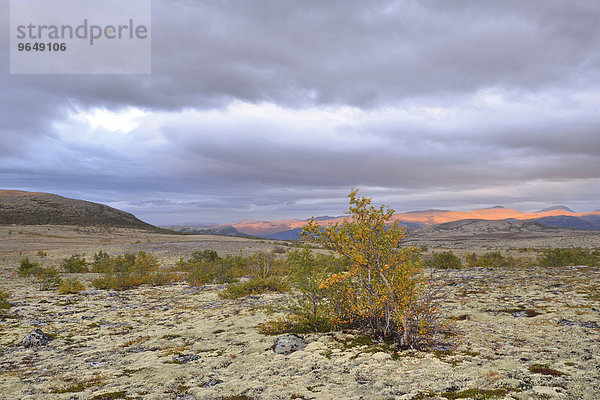 Fjellbirken (Betula pubescens) und Rentierflechte (Cladonia rangiferina)  Fjelllandschaft im Herbst  Rondane-Nationalpark  Norwegen  Europa
