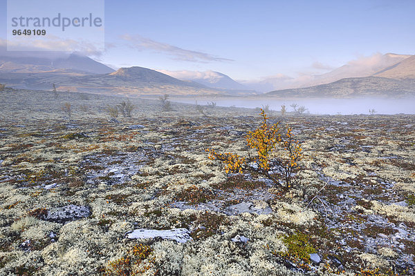 Fjellbirken (Betula pubescens) und Rentierflechte (Cladonia rangiferina)  Fjelllandschaft im Herbst im Nebel  Rondane-Nationalpark  Norwegen  Europa