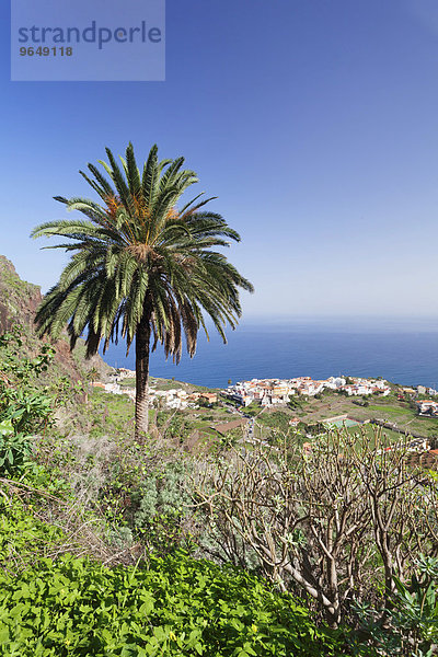 Palme  Ortsansicht  Agulo  La Gomera  Kanarische Inseln  Spanien  Europa