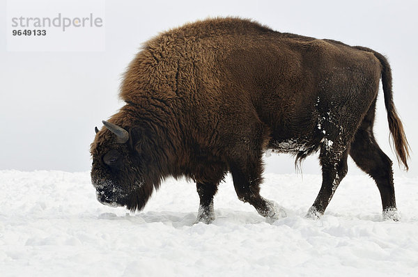 Wisent  Europäischer Bison (Bison bonasus)  Bulle im Schnee  captive  Nordrhein-Westfalen  Deutschland  Europa