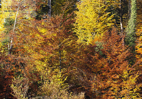 Herbstlich verfärbter Laubwald  Mondseeland  Salzkammergut  Oberösterreich  Österreich  Europa