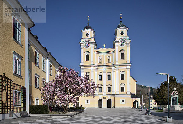 Basilika St. Michael mit blühendem Magnolienbaum  Kloster Mondsee  Mondsee  Salzkammergut  Oberösterreich  Österreich  Europa