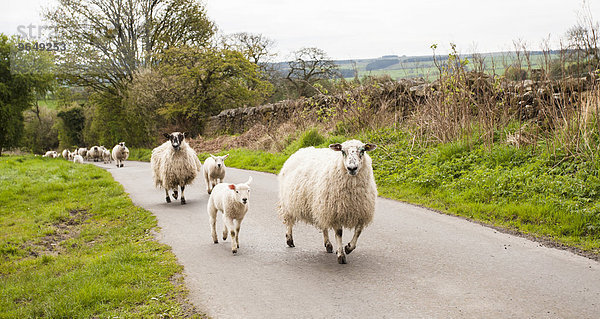 Schafherde  Schafe und Lämmer auf Landstraße  Haydon Bridge  Northumberland  England  Großbritannien  Europa