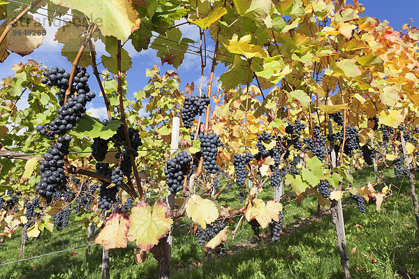 Rote Weintrauben am Rebstock im Herbst  Baden-Württemberg  Deutschland  Europa