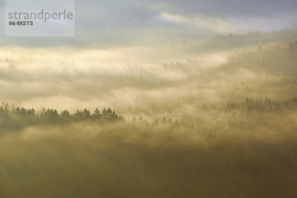 Nebel über den Baumkronen im Morgenlicht  Wald im Elbsandsteingebirge  Sächsische Schweiz  Sachsen  Deutschland  Europa