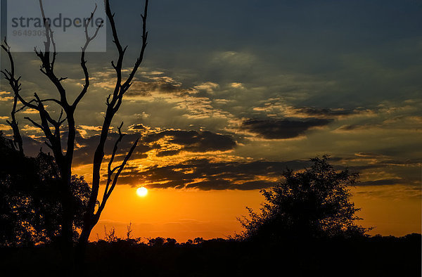 Sonnenuntergang  Krüger-Nationalpark  Südafrika