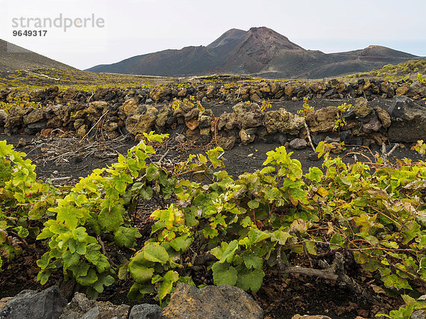 Weinreben wachsen im schwarzen Lavaboden am Vulkan Teneguia  Fuencaliente  La Palma  Kanarische Inseln  Spanien  Europa