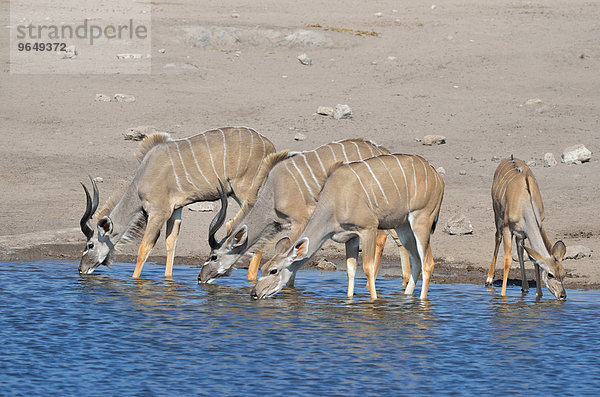 Großer Kudu (Tragelaphus strepsiceros)  Männchen  Weibchen und Jungtier  beim Trinken am Wasserloch  Etoscha-Nationalpark  Namibia  Afrika
