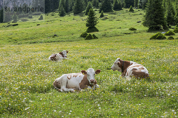 Hausrinder liegen im Gras  Langental  Naturpark Puez-Geisler  Wolkenstein  Gröden  Dolomiten  Selva di Val Gardena  Südtirol  Italien  Europa