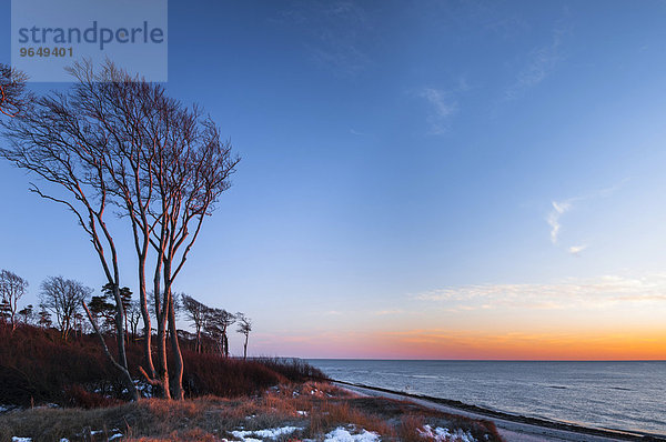 Windflüchter auf Ostseedüne bei Sonnenuntergang  Weststrand  Darß  Nationalpark Vorpommersche Boddenlandschaft  Mecklenburg-Vorpommern  Deutschland  Europa